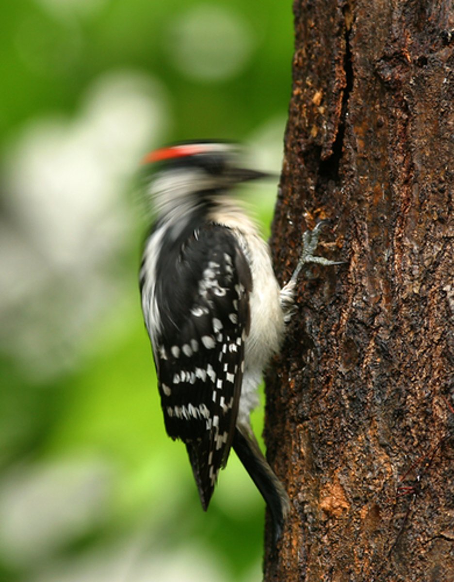 <p>The job that an organism has in an ecosystem.</p>