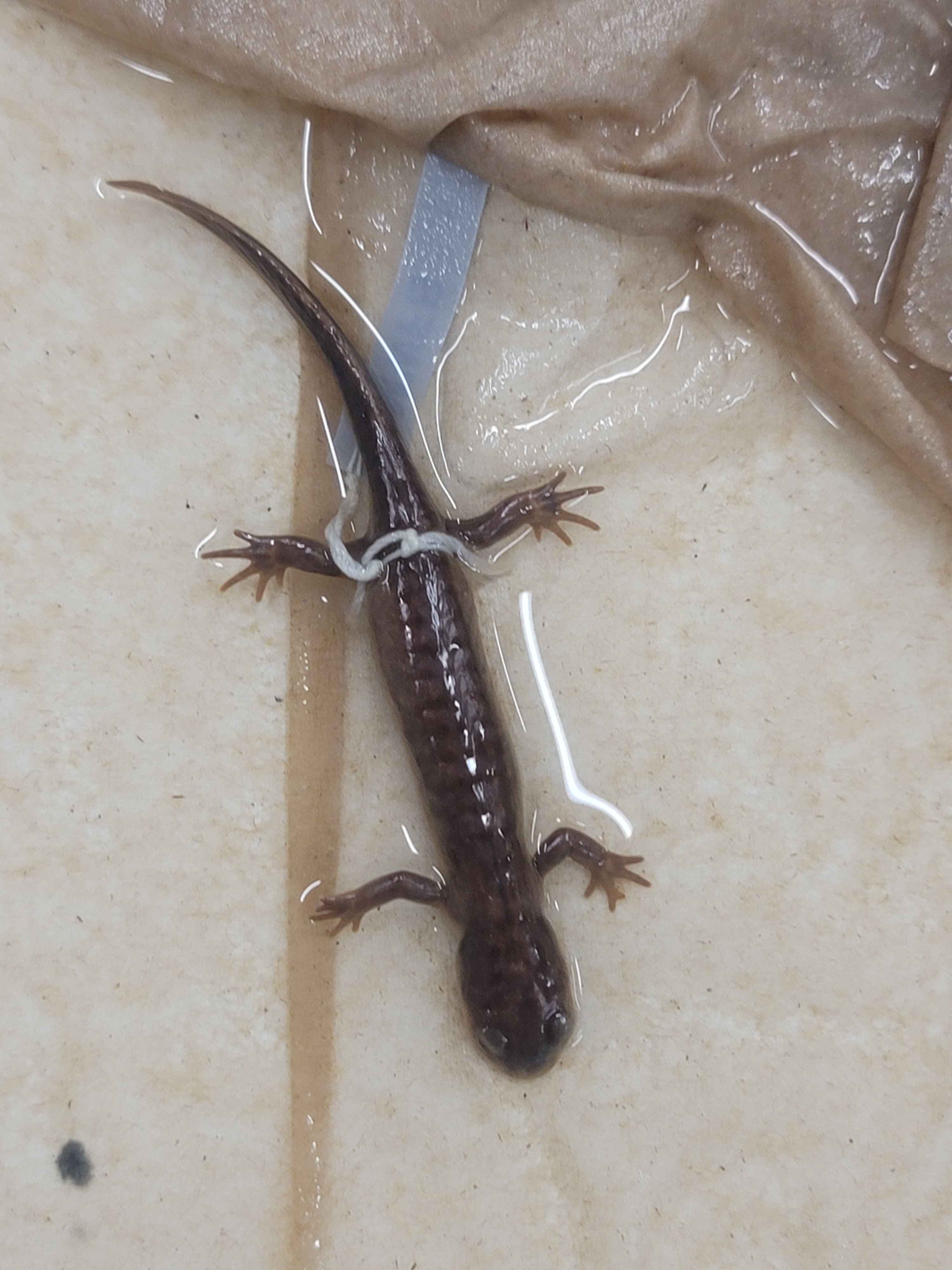 <ul><li><p><span>California tiger salamander. Big, black with whitish-to-yellow</span><br><span>spots</span></p></li></ul><p></p>