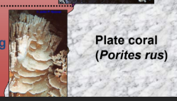 <p>25 m</p><ul><li><p>Plate coral (<em>Porites rus</em>) </p></li></ul><p></p>