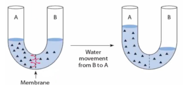 <p>Diffusion involving water</p>