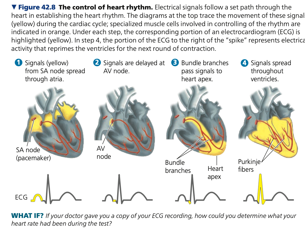 <p><strong>Atrioventricular node</strong></p><ul><li><p>electrically ______ the heart&apos;s atria and ventricles</p></li><li><p>____ signal between atria and ventricles, allowing the atria to empty completely (before the ventricle contracts and fills)</p><ul><li><p>After the delay, signals are conducted to the heart  and throughout ventricular walls by specialized structures called bundle branches and ______ fibers</p></li></ul></li></ul>