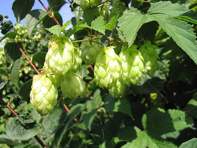 <p>cannabacées</p>