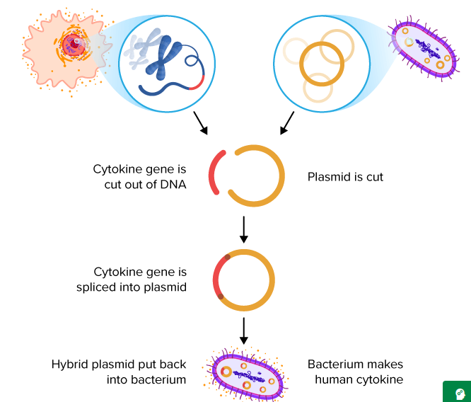 knowt flashcard image