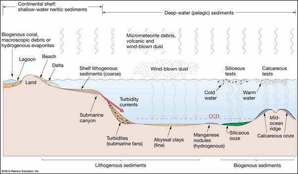 <p>neritic — found close to land</p><p>pelagic — biogenous, found farther away (see image)</p>