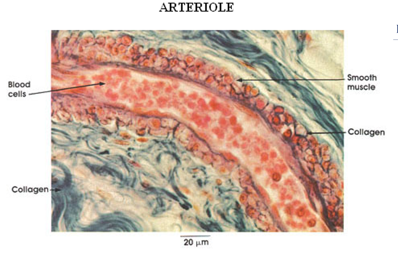 <p>Arteriole (3 cell layers thick—small)</p>