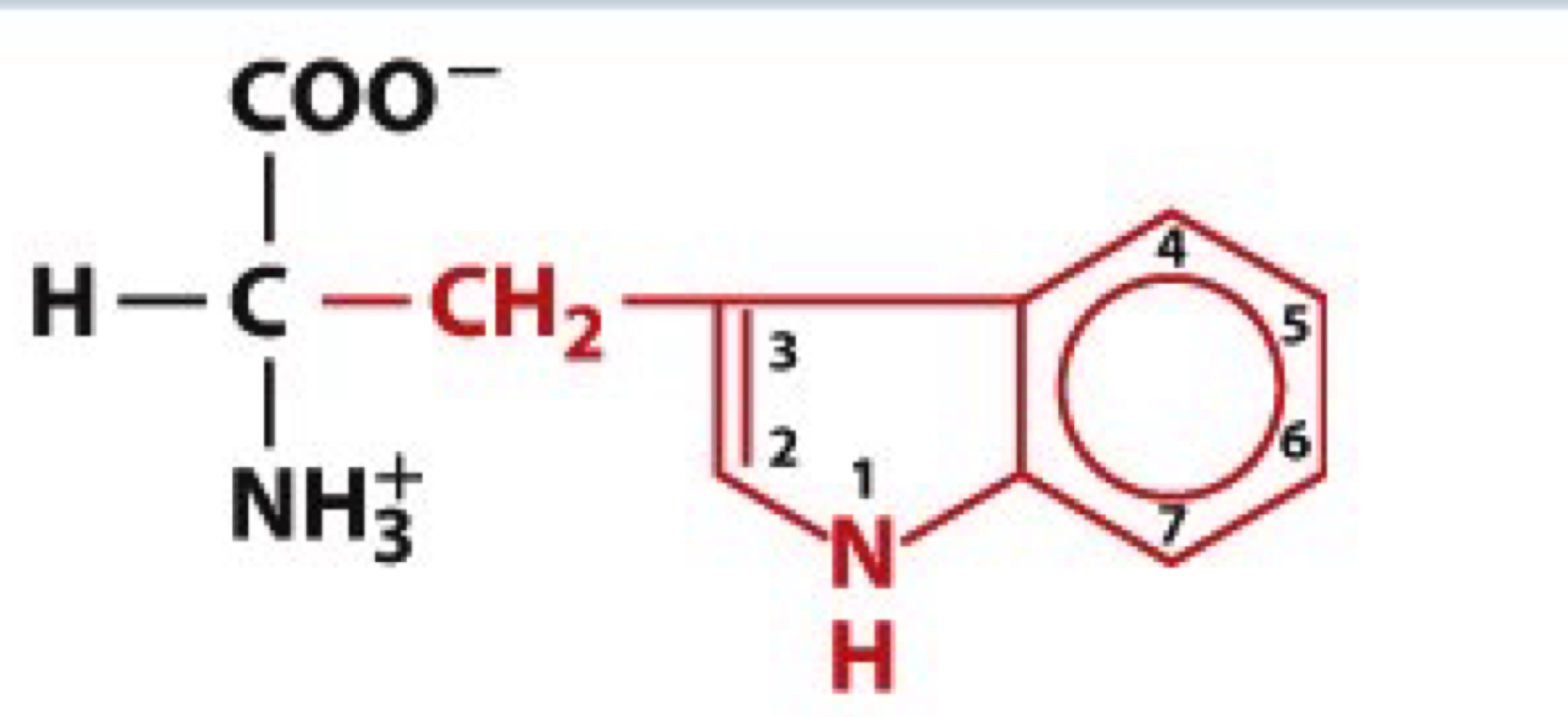 <ul><li><p>Trp, W</p></li><li><p>non-polar</p></li></ul><p></p>