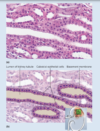 <p>single layer of squarish or rounded cells; in glands, cells often pyramidal and arranged like segments of an orange around a central space; spherical, centrally placed nuclei; often with a brush border of microvilli in some kidney tubules; ciliated in bronchioles of lung</p>