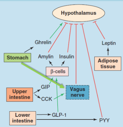 <p>*missing vagal innervation of the stomach</p>