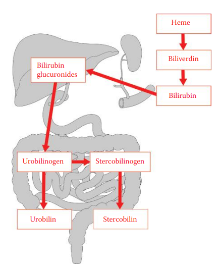 The formation of urobilinoids.