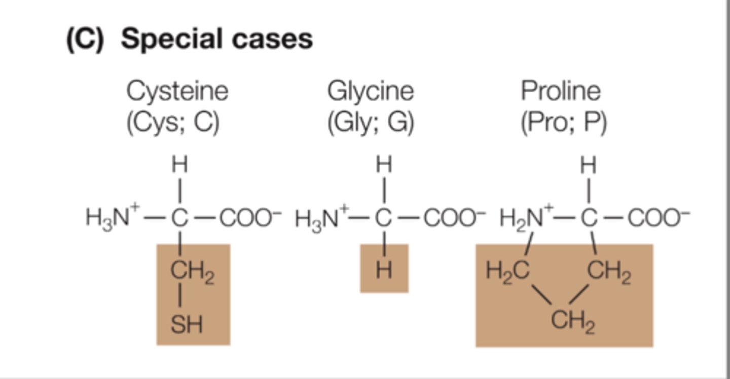 <p>non-polar amino acids. they all have special cases:</p><p>- Cysteine: has polar covalent bonds but overall non-polar, but hides within proteins (protected from water). Can form disulfide bonds.</p><p>- Glycine: small side chain, one hydrogen. When folded, small amino acids can fit into small spaces.</p><p>- Proline: side chain forms ring structure.</p>