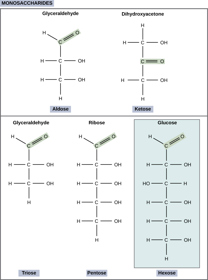 <p>monosaccharides </p>
