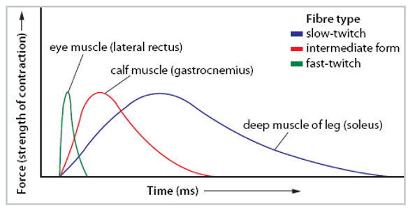 <p>skeletal muscles have different proportions of fast-twitch and slow-twitch fibres</p><p>force and response times of their contractions differ</p>