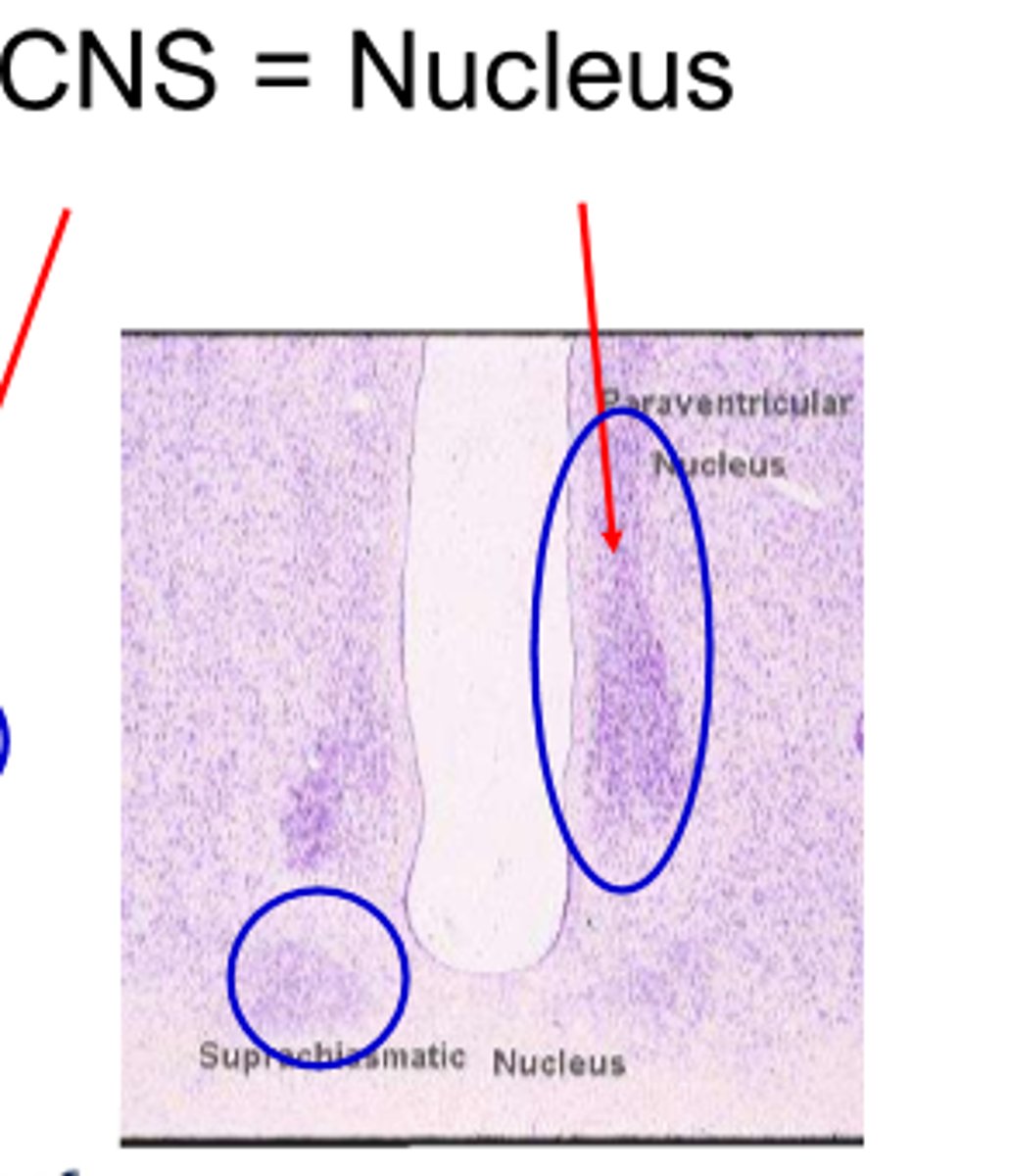 <p>nucleus</p>