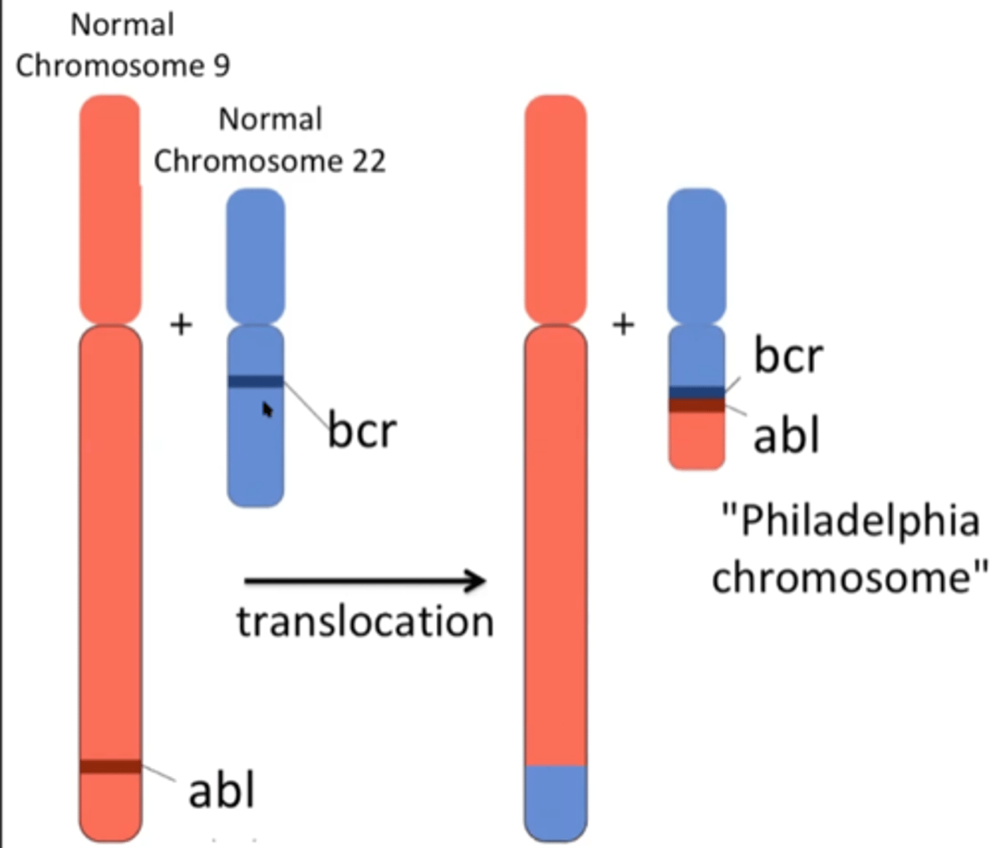 <p>translocation puts abl under control of the bcr promoter (another gene that is highly expressed in blood cells)</p>