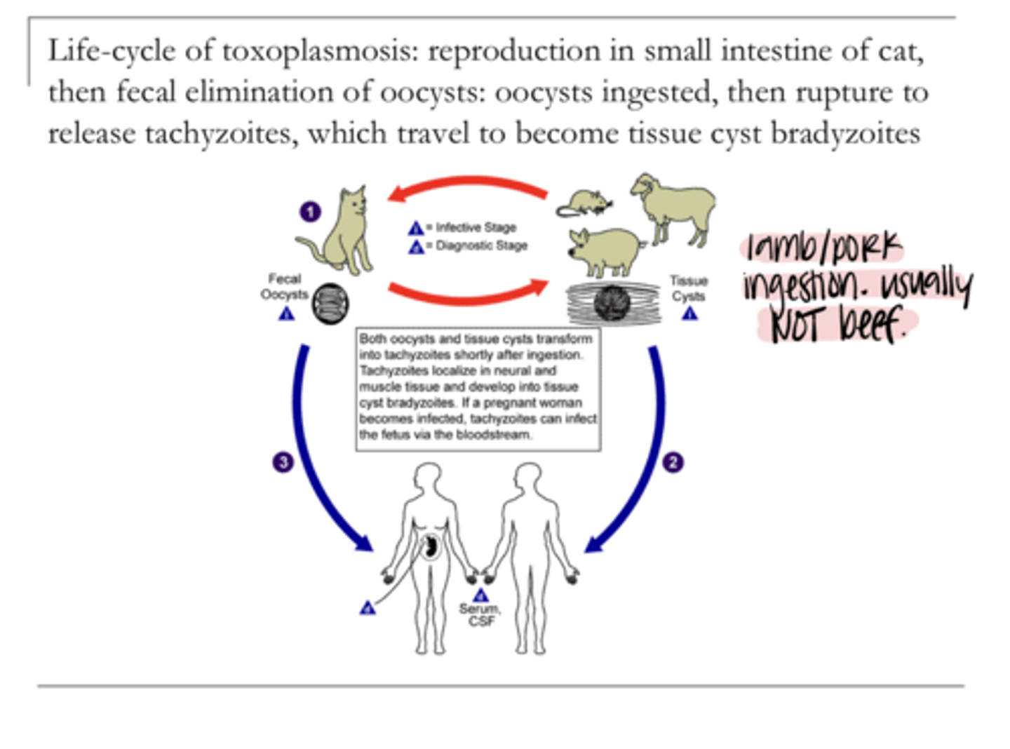 <p>What is the organism that will lead to toxoplasmosis?</p>