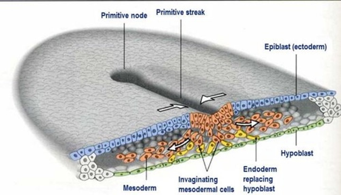 <p>Epithelial cells at the lateral edge of the epiblast undergo epithelial-to-mesenchymal (EMT) transition</p><p>Invagination of ingression of mesenchymal cells - cells migrate down into the primitive streak.</p><p>The first set of cells to move down which integrate into hypoblast layer become the endoderm (innermost)</p><p>The second set of cells to move down primitive streak become the mesoderm (middle)</p><p>The last set of cells to move down primitive streak become the ectoderm (outer)</p>