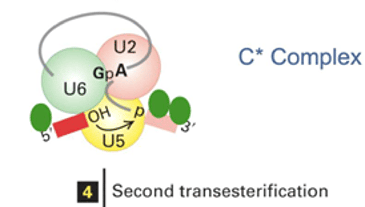 <p>The 3'-OH of the 5' splice site attacks the 3' splice site phosphodiester bond (returning the OH to the removed intron and combining the two exons)</p>