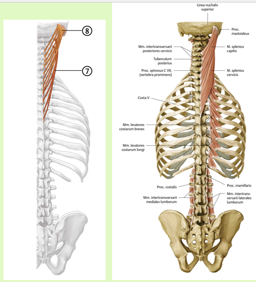 <p><span><span>Origo:<br></span></span><span data-name="black_small_square" data-type="emoji">▪</span><span><span> Cervicis: proc. Spinosus van Th III-VI<br></span></span><span data-name="black_small_square" data-type="emoji">▪</span><span><span> Capitis: proc. Spinosus van C III-VII en<br>Th I-III, Lig. nuchae</span></span></p><p><span><span><br>Insertie:<br></span></span><span data-name="black_small_square" data-type="emoji">▪</span><span><span> Cervicis: proc. Trans van C I-II<br></span></span><span data-name="black_small_square" data-type="emoji">▪</span><span><span> Capitis: laterale zijde linea nuchae<br>sup., proc. mastoideus</span></span></p><p><span><span><br></span></span><span data-name="black_small_square" data-type="emoji">▪</span><span><span> Functie:<br></span></span><span data-name="black_small_square" data-type="emoji">▪</span><span><span> extensie van hals en hoofd,<br>homolaterale lateroflexie en<br>homolaterale rotatie</span></span></p><p><span><span><br></span></span><span data-name="black_small_square" data-type="emoji">▪</span><span><span> Innervatie:<br></span></span><span data-name="black_small_square" data-type="emoji">▪</span><span><span> rr. dorsales van spinale zenuwen</span></span></p><p><br></p>