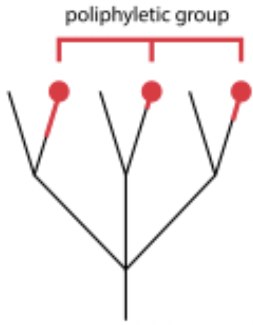 <p>polyphyletic group&nbsp;</p>