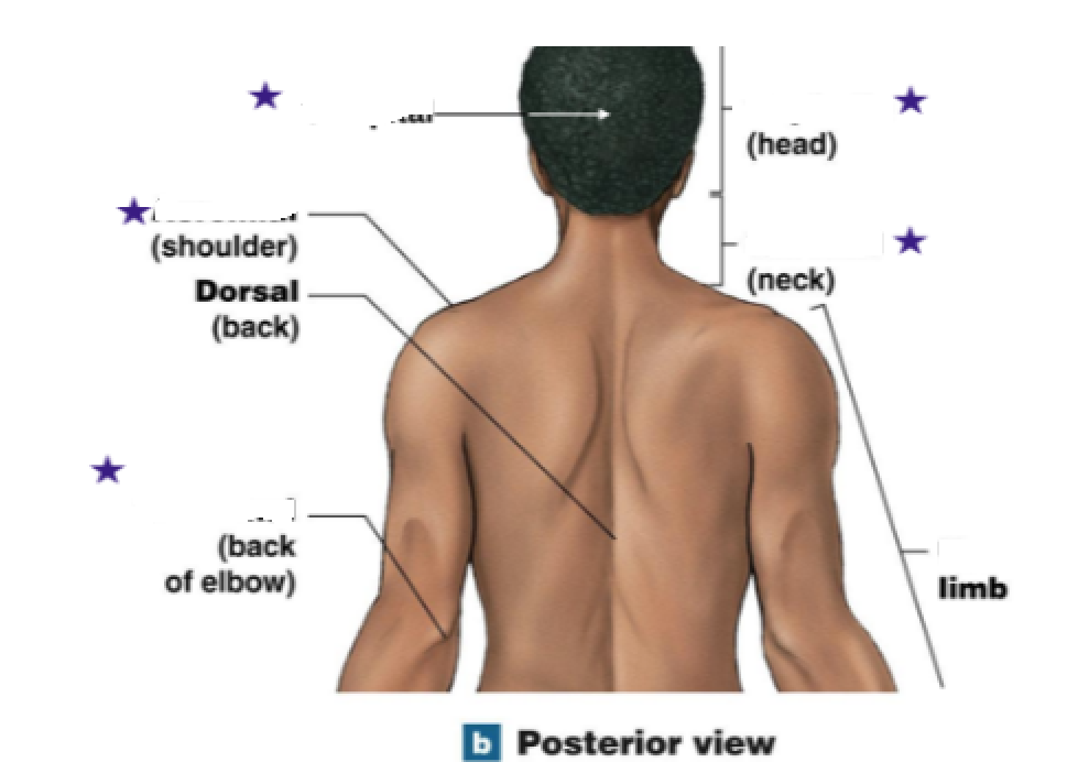 <p>What are abdominopelvic regions used for?</p><p></p>