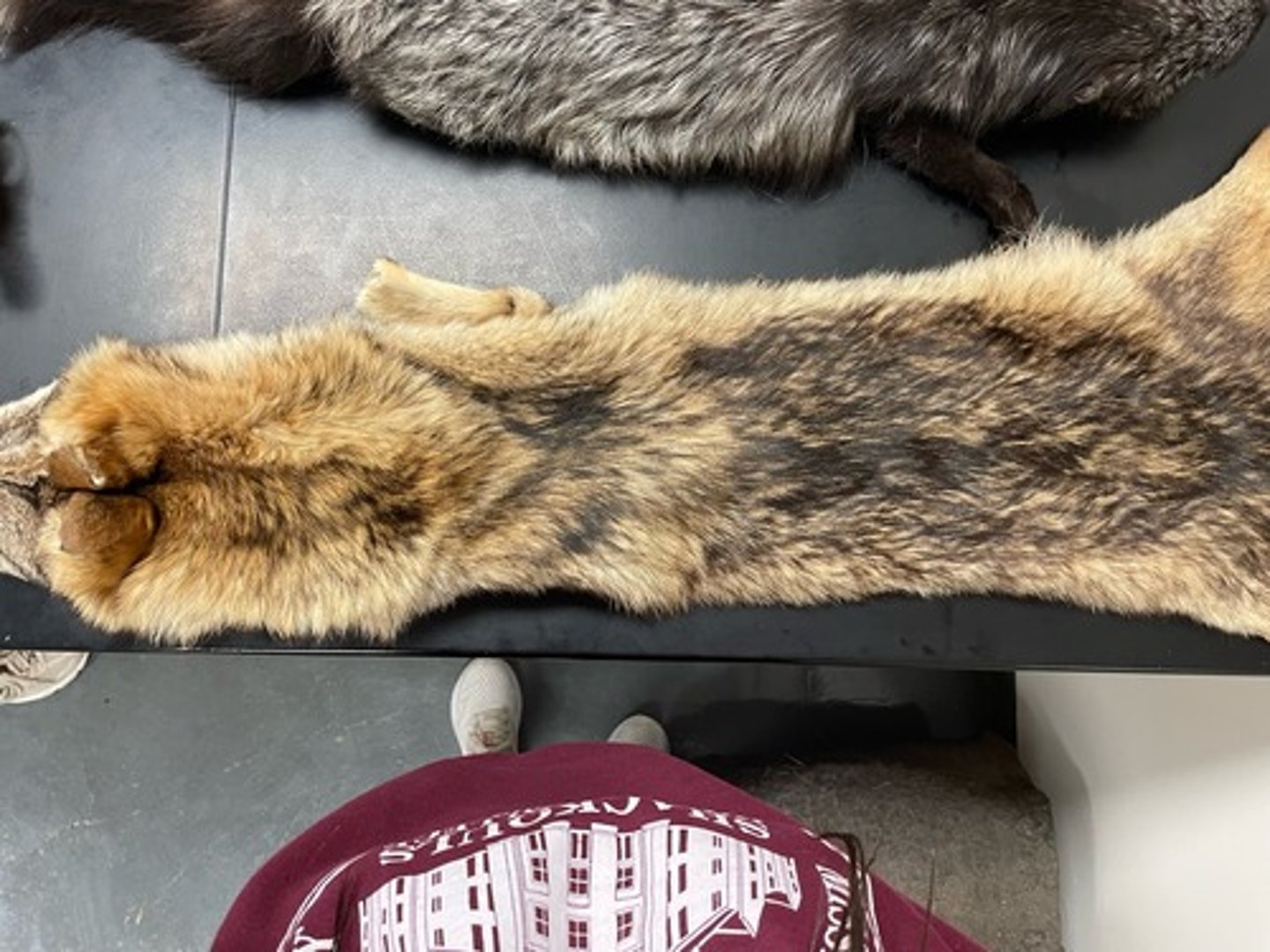 <p>Family: Canidae</p><p>Genus & Species: Canis latrans</p>