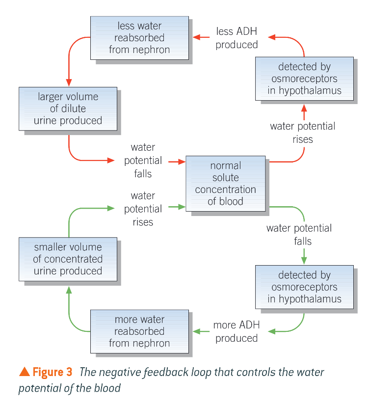 <ol><li><p>Water potential of blood rises</p></li><li><p>Detected by stretched osmoreceptors in hypothalamus</p></li><li><p>Nerve impulses to p.p. are reduced or stopped, so less ADH released or is inhibited</p></li><li><p>Less water reabsorbed from nephron</p><ol><li><p>Endocytosis of aquaporins</p></li></ol></li><li><p>Large vol. of dilute urine produced</p></li></ol><p></p>