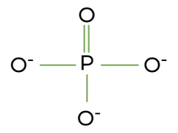 <p>PO4, soluble in water, added and removed from molecules easily, gives molecule a negative charge, polar, low BP</p>