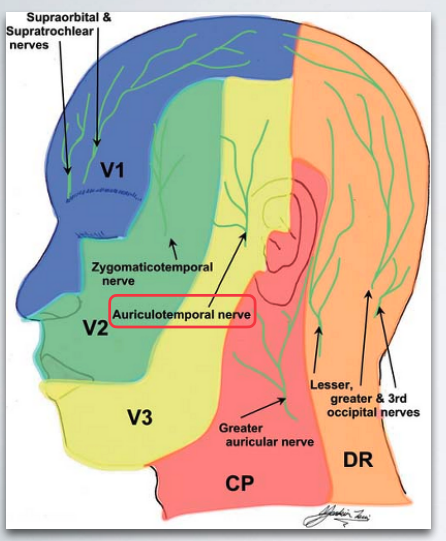 <ul><li><p>External auditory meatus</p></li><li><p>Skin of anterior aspect of temple</p></li><li><p>Skin of the auricle</p></li></ul><p></p>