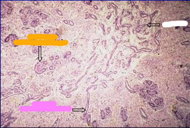 <p>Identify the structure:</p><p>Specie:</p><p>Orange:</p><p>White:</p><p>Pink:</p>