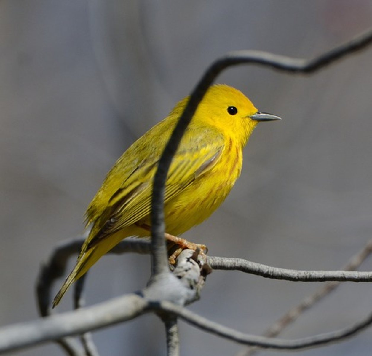 <p>Passeriformes</p><p>Reddish streaks on belly, plain yellow face, its wings have yellow to them, not just the belly, uniformly yellow bird</p>
