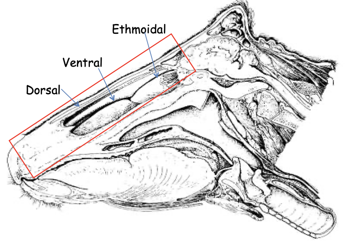 <p>Conchae are LESS COMPLEX compared to the carnivore, less scrolled (doesn’t look like a wrinkled prune) </p><ul><li><p>Has dorsal, ventral, and ethmoidal conchae… middle conchae is VERY small, not significant </p></li><li><p>Dorsal and ventral conchae are both scrolled ROSTRALLY, but form a sinus CAUDALLY</p></li></ul><p></p>