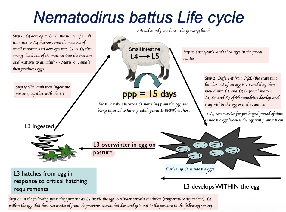 <p>Step 1: Unembryonated eggs shed in faeces onto pasture</p><p>Step 2: L1, L2 and L3 develop inside the egg</p><p>Step 3: L3 overwinter in eggs on pasture (Important difference)</p><p>Step 4: L3 hatches and becomes infected in spring</p><p>Step 5: Lambs ingest L3 → L3 develops to L4 in the lumen of small intestine</p><p>Step 5: L4 burrows into mucosa of small intestine → L5 emerges and matures to adult → Males and females mate → Females lay eggs</p>
