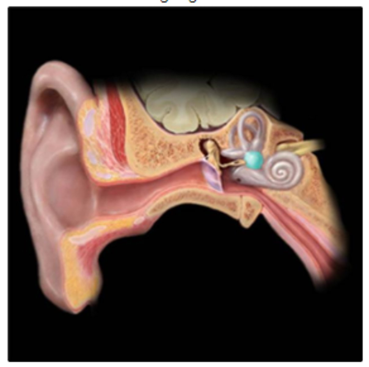 <p>Which structure is highlighted?</p><p>a. cochlea</p><p>b. vestibule of ear</p><p>c. auricle</p><p>d. tympanic membrane</p><p>e. semicircular ducts</p>