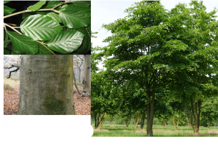 <p>-smooth bark -wavy edged leaves</p>