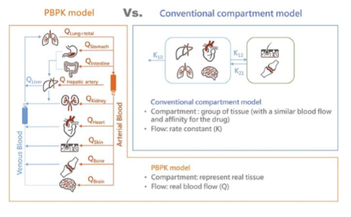 <ul><li><p>PBPK → real tissue and blood flow, more realistic</p></li><li><p>Compartment → more simplified, grouped tissues</p></li></ul><p></p>