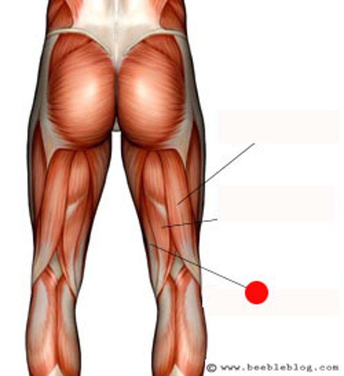<p>Flex knee, extend hip (Hamstrings)</p>