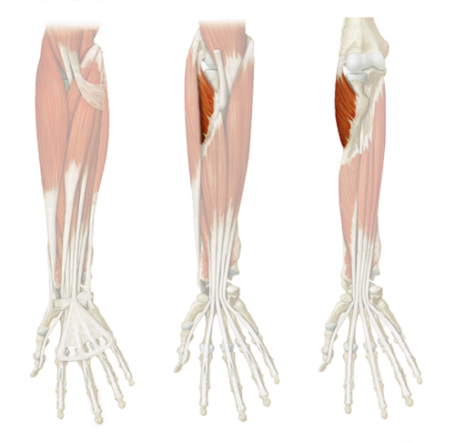 supinates forearm