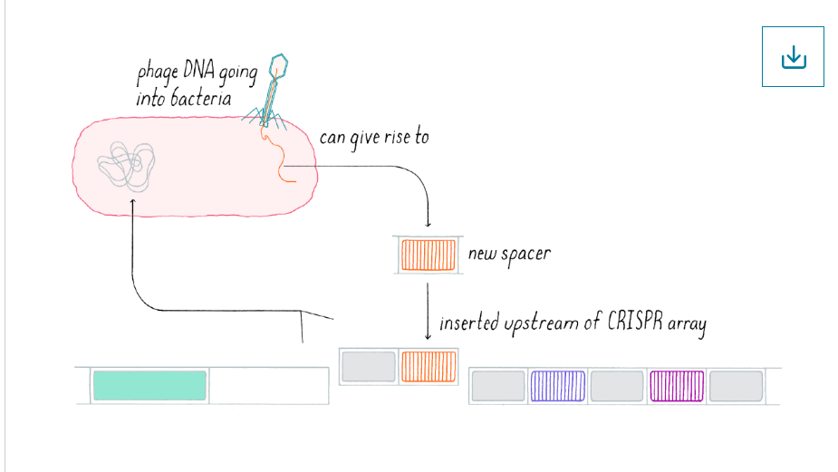 <p>What happens in acquisition of CRISPR?</p>
