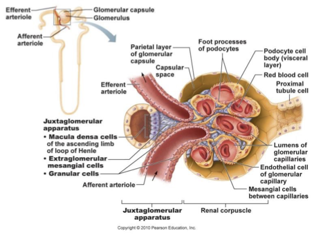 <ul><li><p>specialised epithelial cells</p></li><li><p>closely packed cells of ascending limb</p></li><li><p><strong>chemoreceptors</strong> - monitor changes in <strong>NaCl</strong> in distal part of nephron</p></li><li><p>responsible for vasoconstricting <strong>afferent arteriole</strong> to regulate blood flow/filtrate into glomerulus</p></li></ul><p></p>