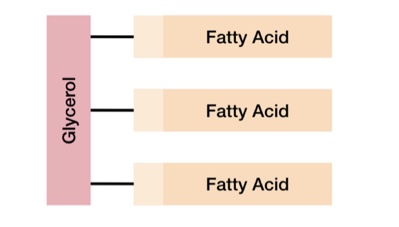 <ul><li><p>A type of lipid made of one glycerol molecule and three fatty acids.</p></li><li><p>Each fatty acid forms an ester bond with glycerol in a condensation reaction.</p></li><li><p>There are over 70 different fatty acids which leads to a variation in the structures of triglycerides.</p></li></ul>
