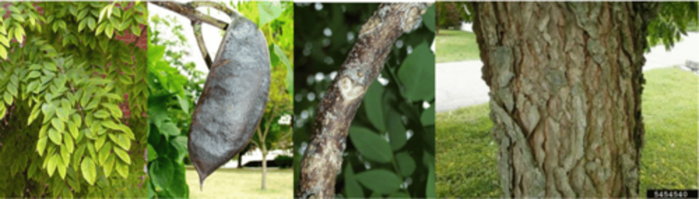 <p>Leaves: alternate, bi-pinnately compound w/ up to 70 leaflets/leaf arrayed on 3-7 prs pinnate “branches”, up to 32” long; blue-green color, pubescent beneath. </p><p>Twigs: red/gray/brown; pith is salmon pink colored </p><p>Buds: essentially sunken into the twig and hidden; stout twigs are. </p><p>Fruit: 4-6" dark brown, leathery pod with hard-shelled seeds in sticky pulp. </p><p>Bark: scaly, gray-brown w/ very hard, sharp edged ridges. </p><p>Form/Silvics: unusual native tree; mature size 75-100’ tall x 40-50. Named for its use as a coffee substitute by pioneers; but, raw seeds and pulp between them are poisonous!</p>