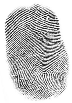 <p>What type of ridge pattern does this fingerprint have?</p>