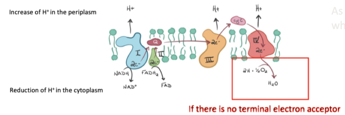 **Oxidative phosphorylation**      