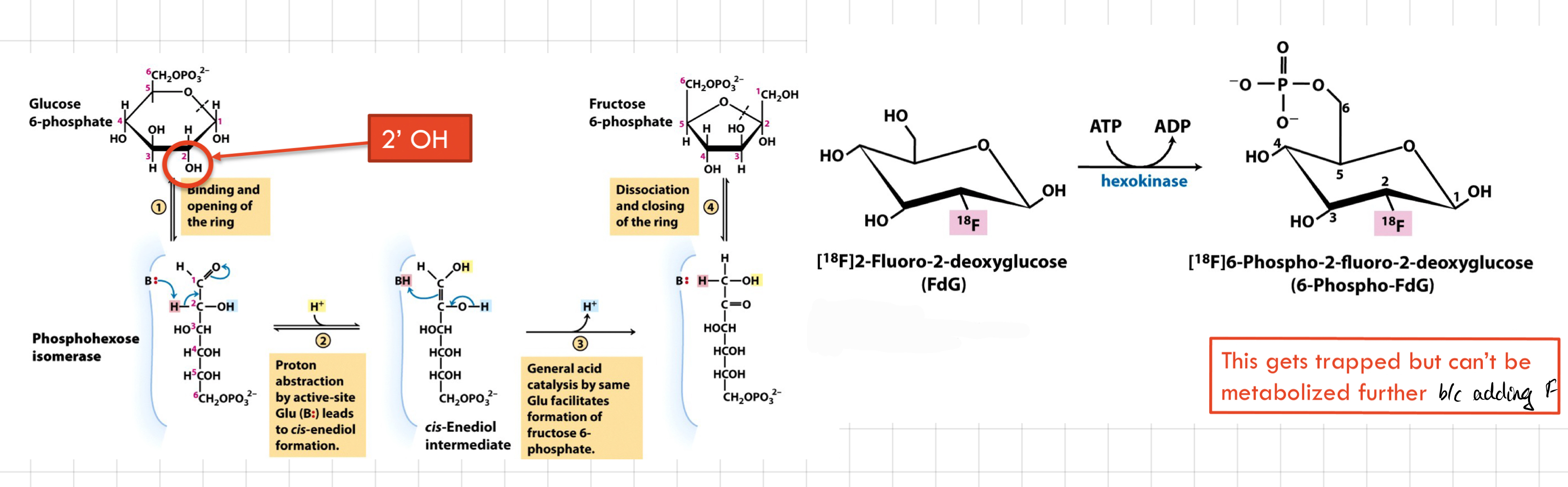 <ul><li><p>B/c it lacks a hydroxyl group (OH-) at the C2 position</p></li><li><p>Preventing it from being efficiently phosphorylated by hexokinase.</p></li><li><p>A key step in glycolysis.</p></li><li><p>Acts as a <strong>competitive inhibitor of hexokinase</strong> and <strong>blocks</strong> the entry of glucose into the glycolytic pathway.</p></li></ul>