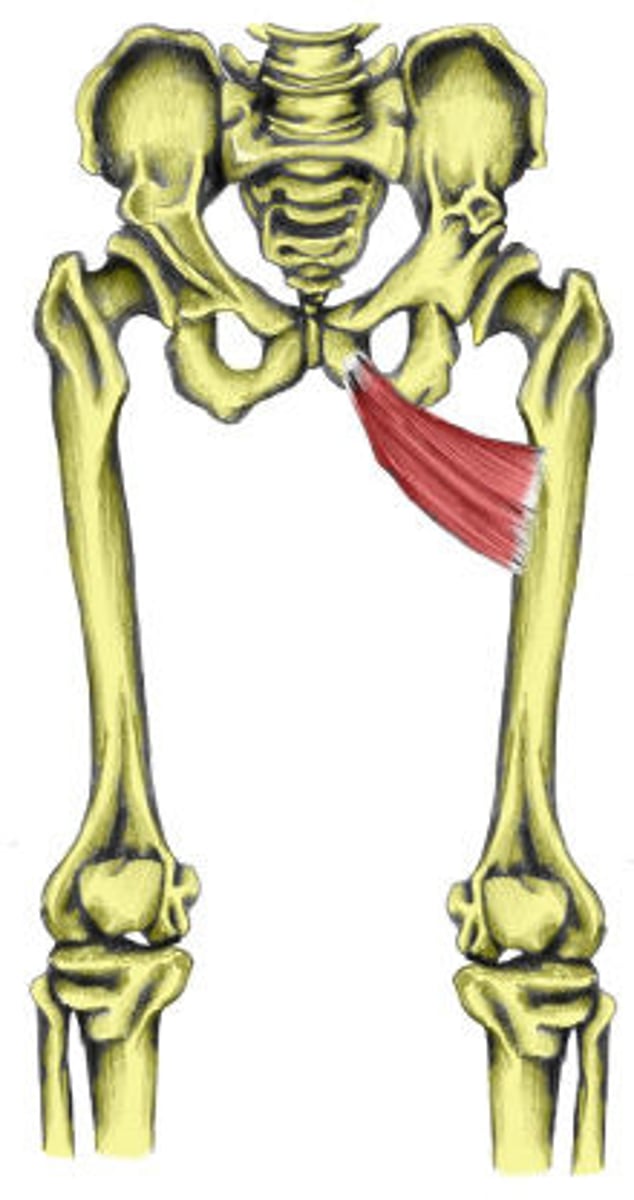 <p>adducts femur at hip</p>