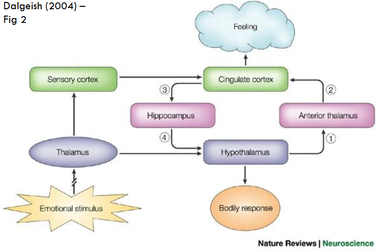 <p>Sites the neuroanatomy structures in an emotional response</p><ul><li><p>early neuroanatomical model linking limbic system structures to emotional experiences</p></li></ul><p></p>