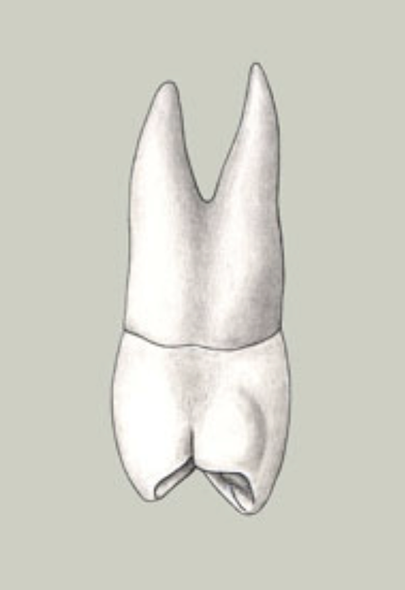 <p>Tooth #, Eruption, and Root Formation</p>