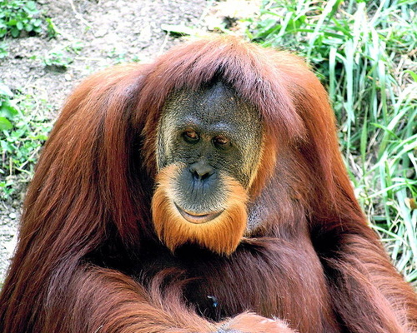 <p>orangutan</p>