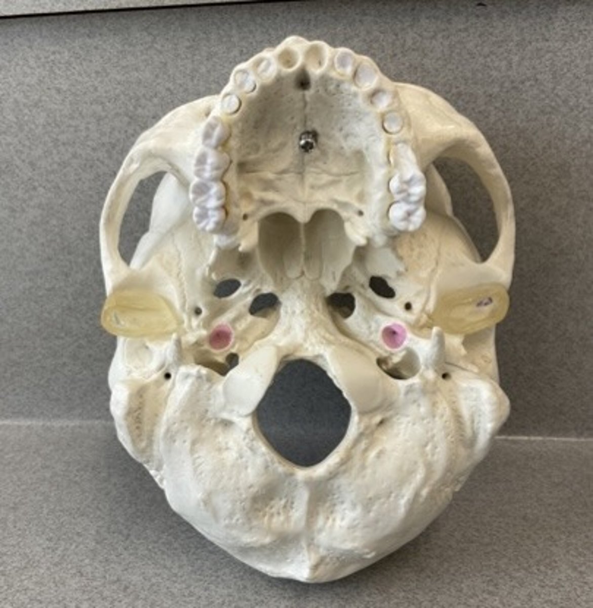 knowt flashcard image