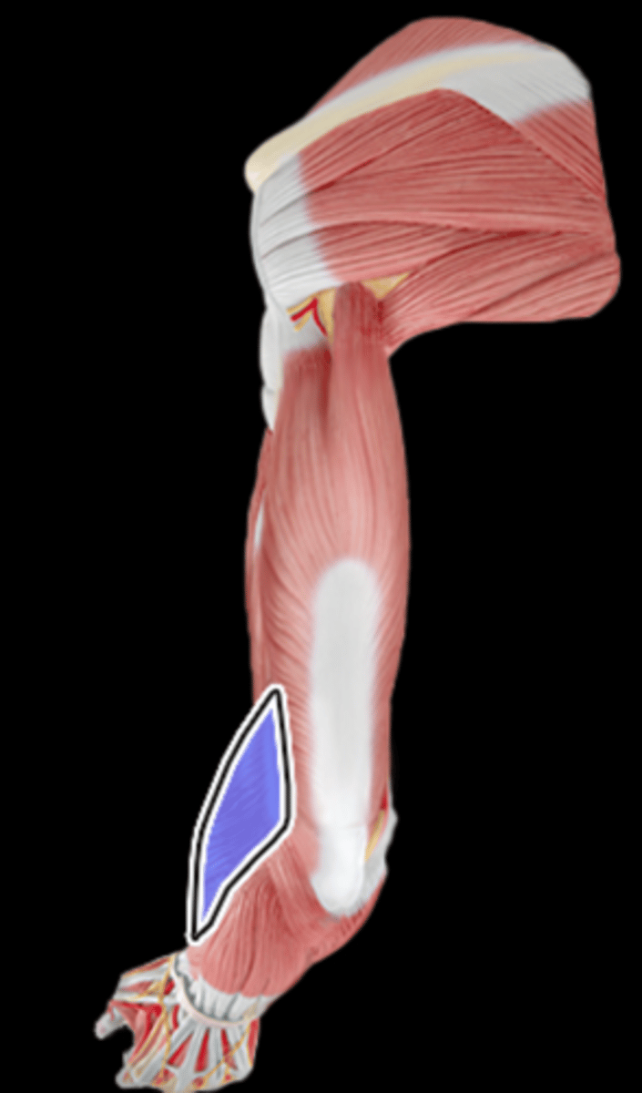 <p>What Muscle Is Highlighted?</p>